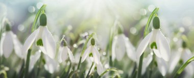 Güneşli bahar bahçesinde, güneş ışınları altında, arka planda kar damlaları.