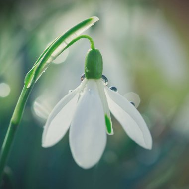 Güneşli bahar bahçesinde, güneş ışınları altında, arka planda kar damlaları.