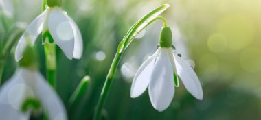 Güneşli bahar bahçesinde, güneş ışınları altında, arka planda kar damlaları.