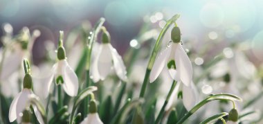 Güneşli bahçede beyaz kar damlaları. Paskalya arkaplanı.