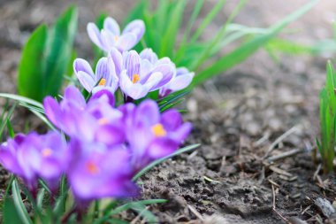 Paskalya arkaplanı, çiçekli kruvazörü bulanık. .