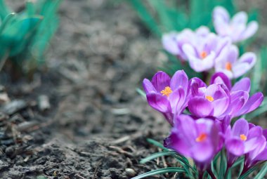 Paskalya arkaplanı, çiçekli kruvazörü bulanık. .