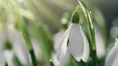 Güneşli bahar bahçesinde, güneş ışınları altında, arka planda kar damlaları.