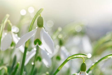 Güneşli bahçede beyaz kar damlaları. Paskalya arkaplanı.