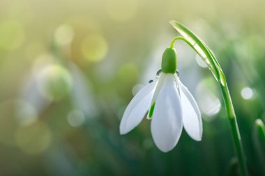 Güneşli bahar bahçesinde, güneş ışınları altında, arka planda kar damlaları.