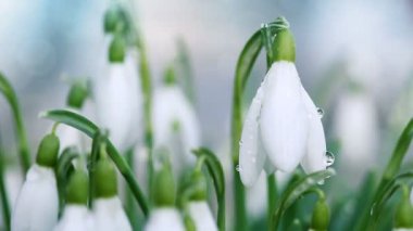 Güneşli bahar bahçesinde, güneş ışınları altında, arka planda kar damlaları.