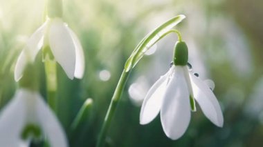 Güneşli bahar bahçesinde, güneş ışınları altında, arka planda kar damlaları.