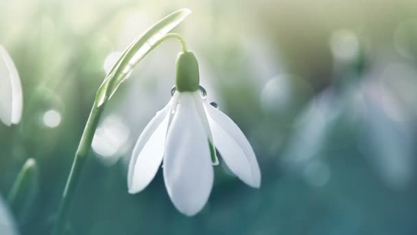 Sneeuwklokjes op bokeh achtergrond in zonnige voorjaarstuin onder zonnestralen. — Stockvideo