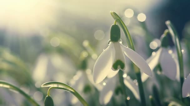 Gotas de nieve sobre fondo bokeh en soleado jardín de primavera bajo rayos de sol. — Vídeo de stock