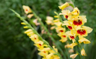 Bahçede güzel kırmızı ve sarı gladiolus çiçekleri