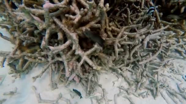 深蓝色海洋中的海底珊瑚礁，有着五彩斑斓的鱼类和海洋生物. — 图库视频影像