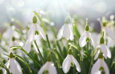 Güneşli bahçede beyaz kar damlaları. Paskalya arkaplanı.