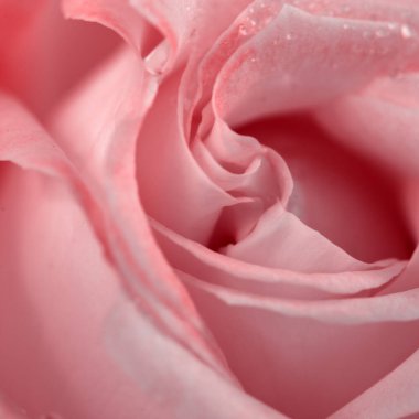 Pembe bir gülün makro görüntüsü. Pembe yapraklı gül goncası.