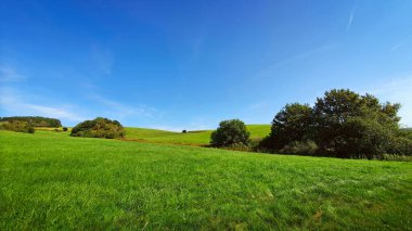 Ağaçlar ve mavi gökyüzü ile yeşil bahar tarlası.