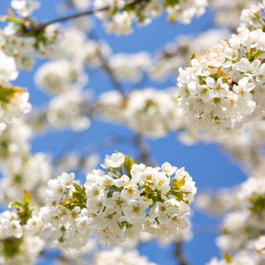Yumuşak odaklı çiçek açan kiraz dalları .
