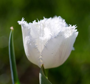 Lale 'nin beyaz kapağı. Bahar çiçeği arka planı.