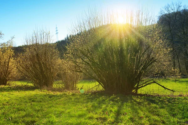 Spring background with flowering hazelnut-tree against sunlight. — Stock Photo, Image