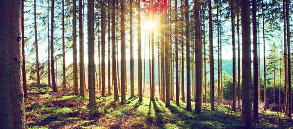 Hermoso bosque de primavera con luz solar brillante en la niebla. —  Fotos de Stock