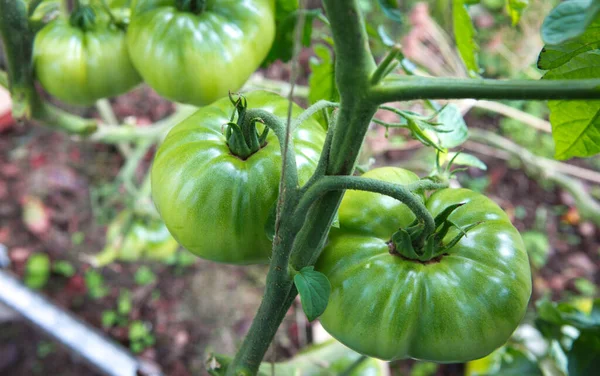 Boerderij van smakelijke groene tomaten op de struiken — Stockfoto
