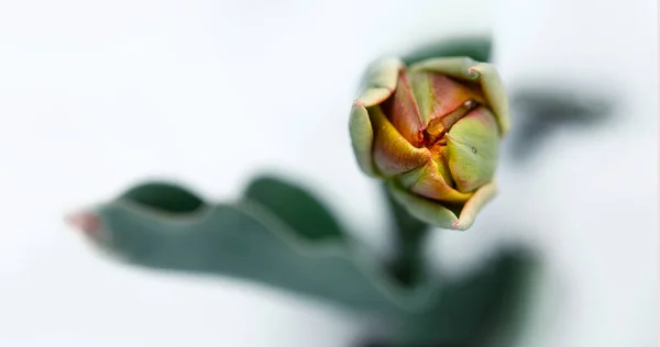 Snow falling on tulip flowers. Spring background. — Stock Photo, Image