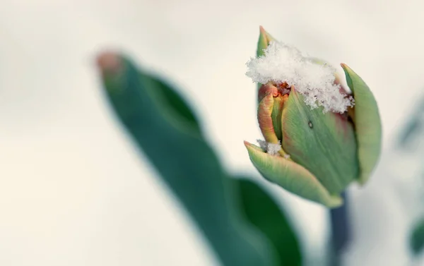 Neve caindo em flores de tulipa. Fundo da primavera. — Fotografia de Stock