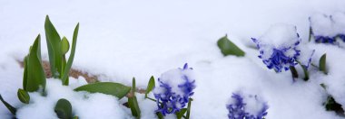 Karda mor bir sümbül yakın plan.