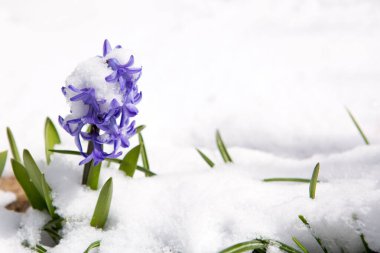 Karda mor bir sümbül yakın plan.