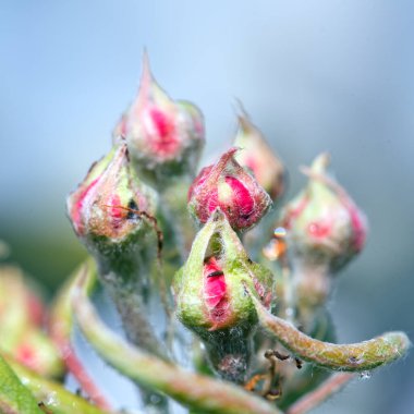 Çiçek açan kiraz mavi renkte izole edilmiş..