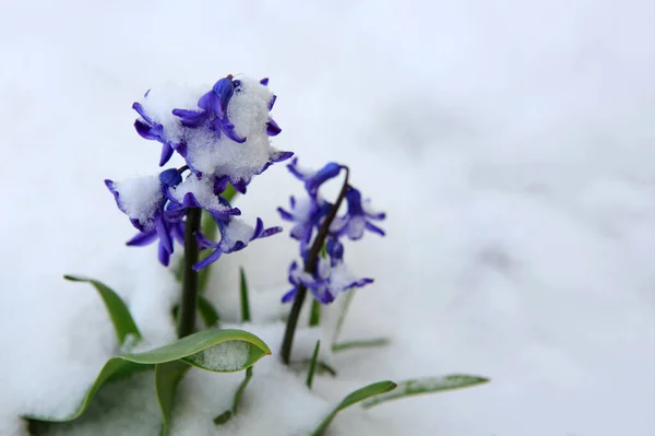 Close up of a purple hyacinth in the snow.Spring background. — Stock Photo, Image