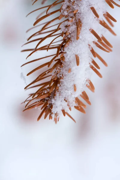 Schneebedeckte Kiefernzweige. Winterhintergrund. — Stockfoto