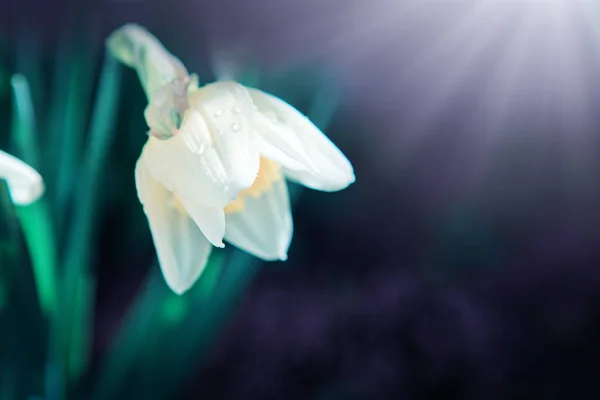 Weiße doppelte Narzissenblüten im Sonnenlicht. — Stockfoto