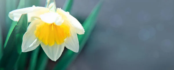 White double daffodil flowers in sunlight. — Stock Photo, Image