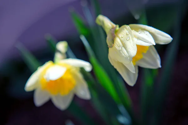 Fiori bianchi di narciso doppi alla luce del sole. — Foto Stock