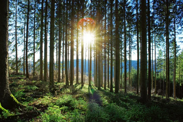 Hermoso bosque de primavera con luz solar brillante en la niebla. — Foto de Stock