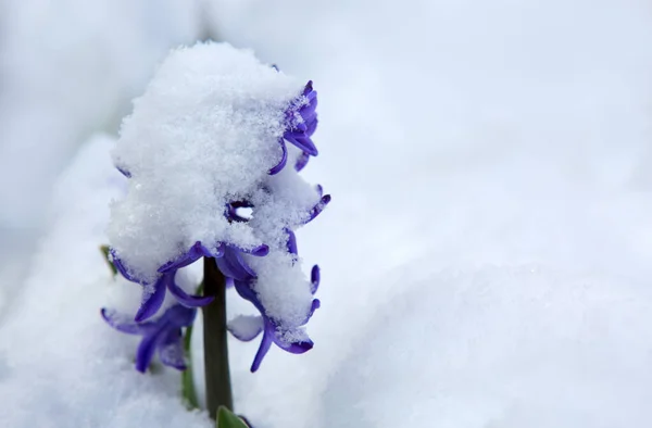 Close up of a purple hyacinth in the snow.Spring background. Stock Photo