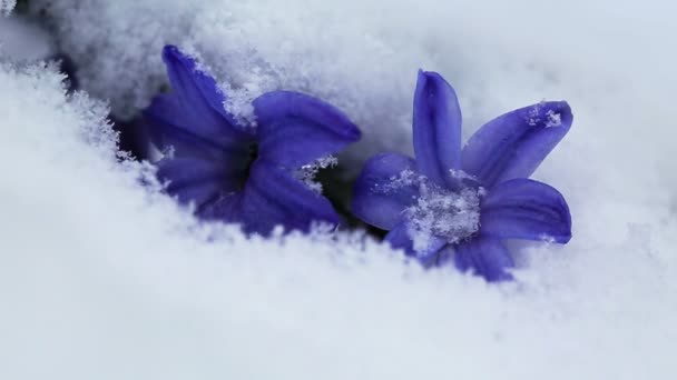 Primo piano di un giacinto viola nella neve.Fondo primaverile. — Video Stock