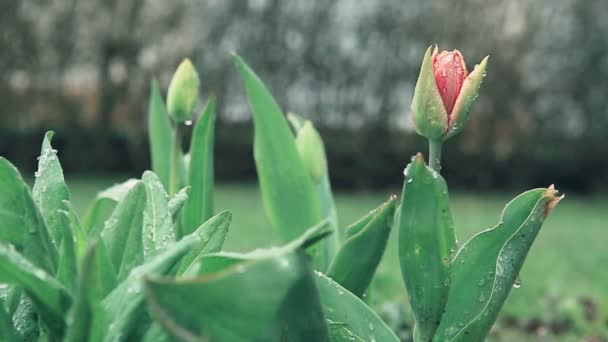 チューリップの花に雪が降る。春の背景. — ストック動画