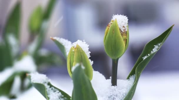 Nieve cayendo sobre flores de tulipán. Fondo de primavera. — Vídeo de stock