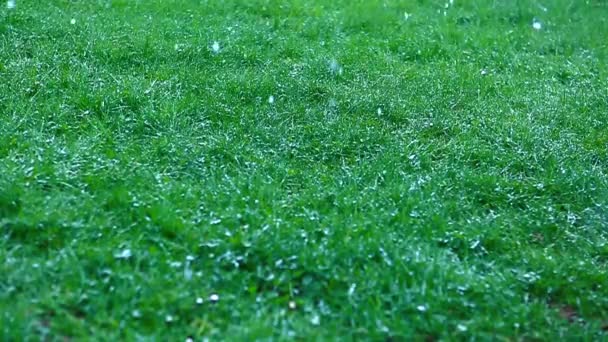 Замедленное видео таяния снега, показывающее зеленую траву. — стоковое видео