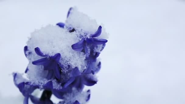 Gros plan d'une jacinthe violette dans la neige.Fond printanier. — Video