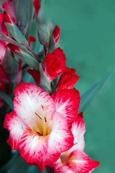 A close up macro shot of a pink gladiolus islated. — Stock Photo, Image