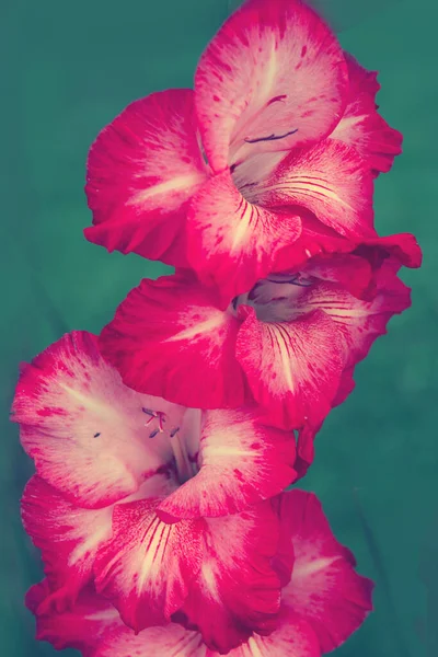 A close up macro shot of a pink gladiolus islated. — Stock Photo, Image