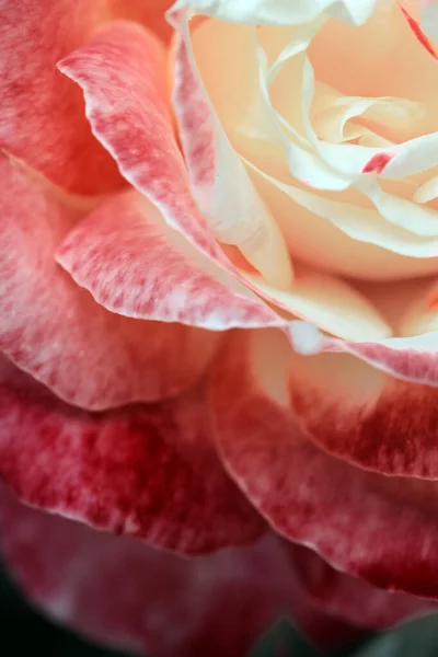Zblízka makro záběr růžové růže. Růženka s růžovými okvětními lístky. — Stock fotografie