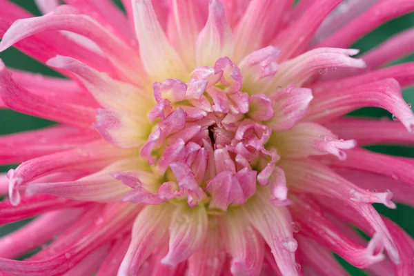 Macro photo of a pink dahlia. Flowers background — Stock Photo, Image