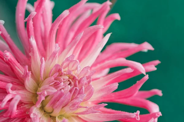 Macro photo of a pink dahlia. Flowers background — Stock Photo, Image