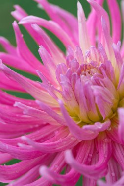 Pembe yıldız yeşil bulanık arkaplanda izole edilmiş..