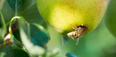 Eşek arısı, ağaç dalında yetişen sulu sarı bir armudu yer.
