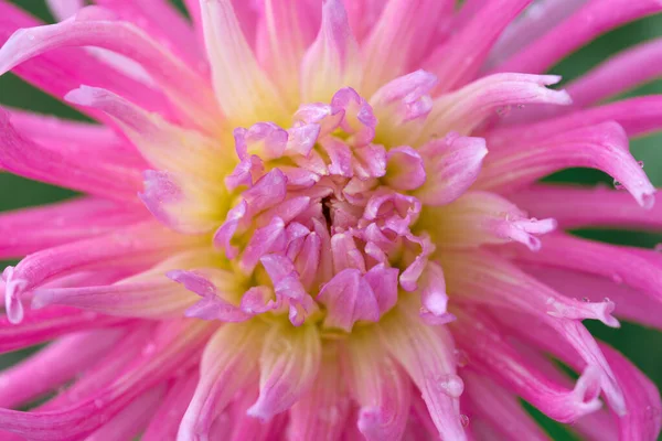 Pink dahlia isolated on green blur background. — Stock Photo, Image