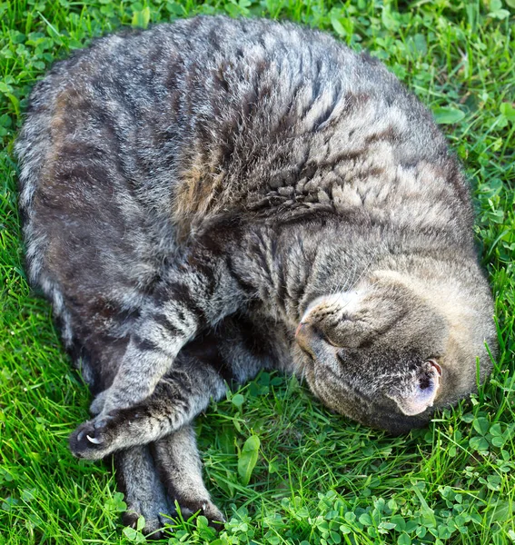 Güneşli bir bahar sabahı bahçedeki yeşillikte yatan kedi.. — Stok fotoğraf