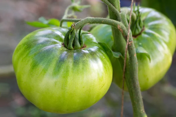 Gros plan groupe de tomates vertes poussant en serre. — Photo